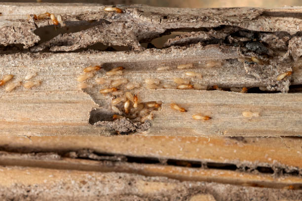 Best Termite Control Services  in Monroe, IA